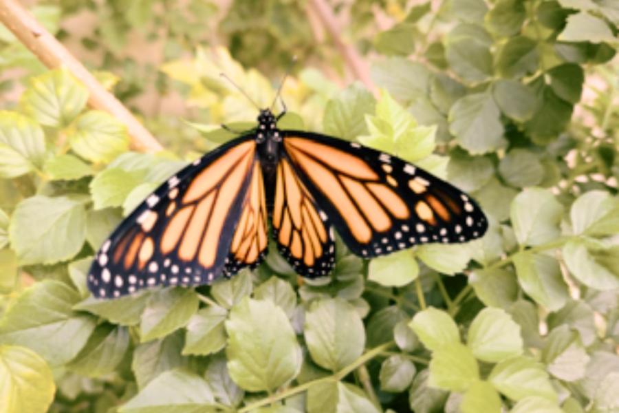 A monarch butterfly, black, white, and orange, sits on a bush of leaves